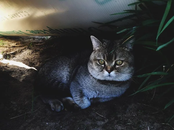 Bahçede Çimüzerinde Komik Kedi — Stok fotoğraf