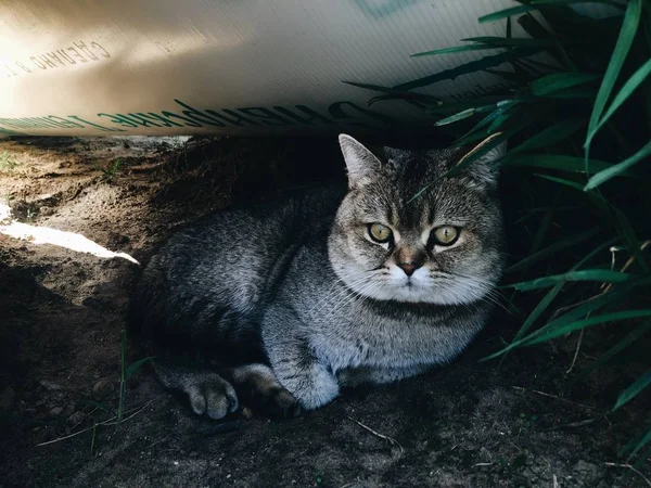 Lustige Katze Auf Dem Gras Garten — Stockfoto