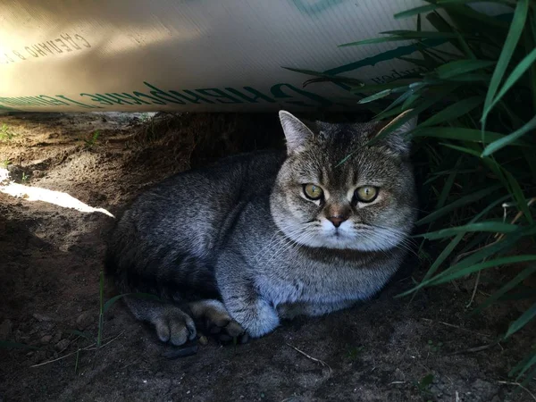 Lustige Katze Auf Dem Gras Garten — Stockfoto