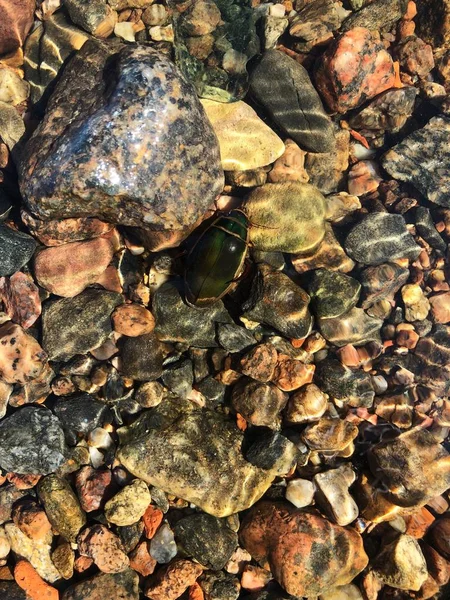 Green beetle under water in stones view