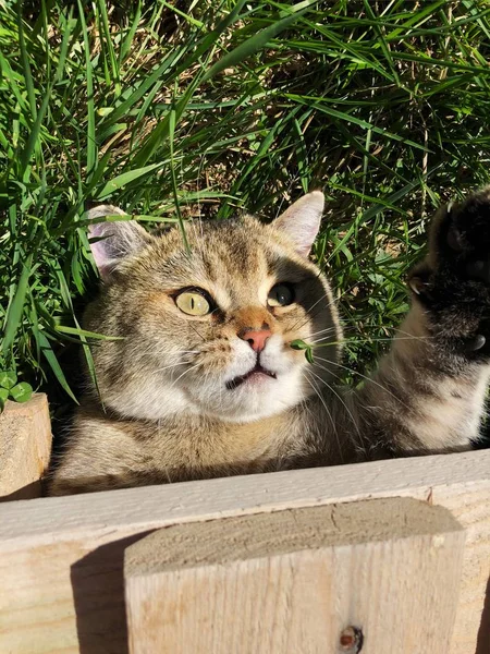 Kucing Lucu Rumput Taman — Stok Foto
