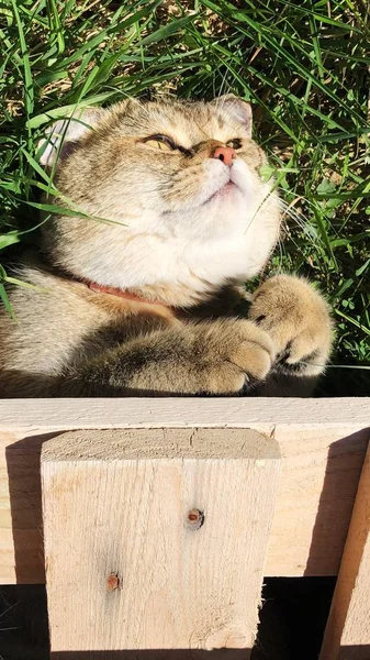 Rolig Katt Gräset Trädgården — Stockfoto