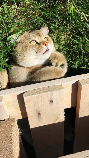 Gato Engraçado Grama Jardim — Fotografia de Stock