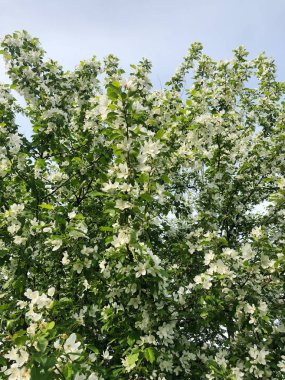 Bahçesinde güzel beyaz çiçekleri olan ağaç.