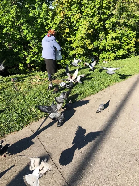 Grand Mère Nourrit Les Pigeons Dans Parc Été — Photo