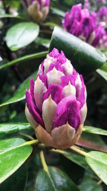 Bahçede leylak çiçekleri ile güzel ağaç 