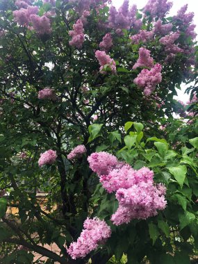Park görünümünde güzel leylak ağacı