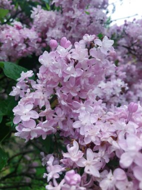 Park görünümünde güzel leylak ağacı 