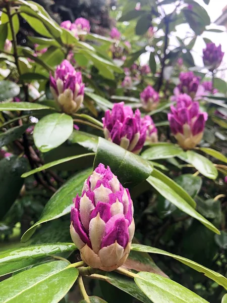 Bel Arbre Aux Fleurs Lilas Dans Jardin — Photo