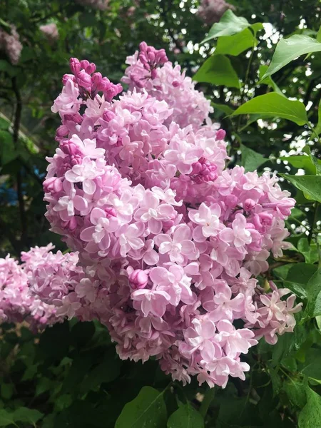 Beautiful Lilac Tree Park View — Stock Photo, Image