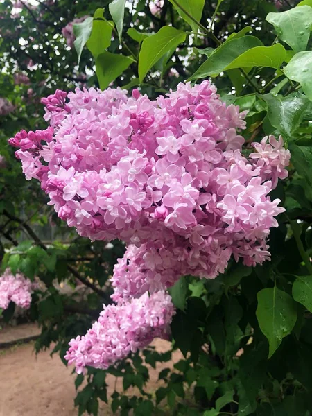 Beautiful Lilac Tree Park View — 스톡 사진