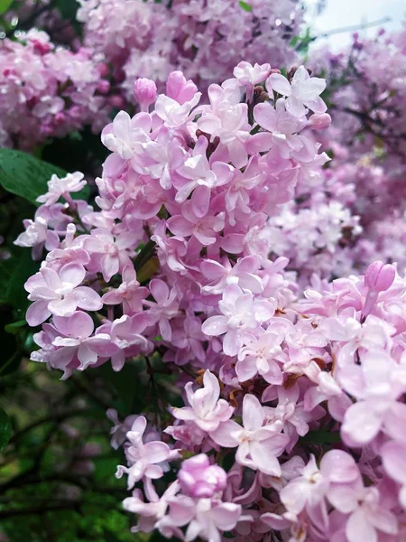 Beautiful Lilac Tree Park View — 스톡 사진