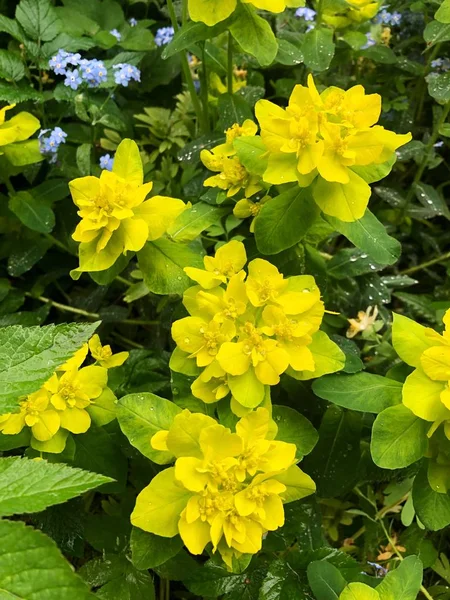 Bahçede Sarı Yaprakları Ile Güzel Bitki — Stok fotoğraf