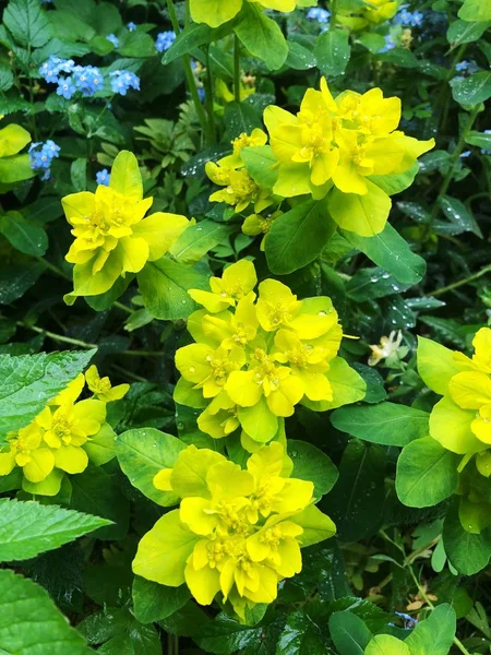 Bela Planta Com Folhas Amarelas Jardim — Fotografia de Stock