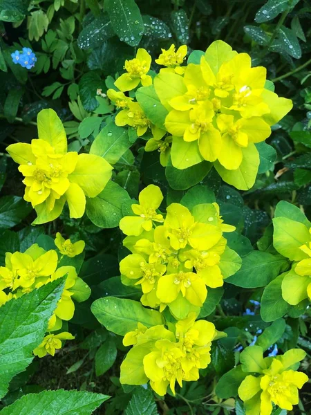 Bahçede Sarı Yaprakları Ile Güzel Bitki — Stok fotoğraf