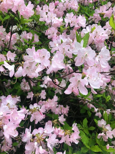 Bela Árvore Com Flores Cor Rosa Jardim — Fotografia de Stock