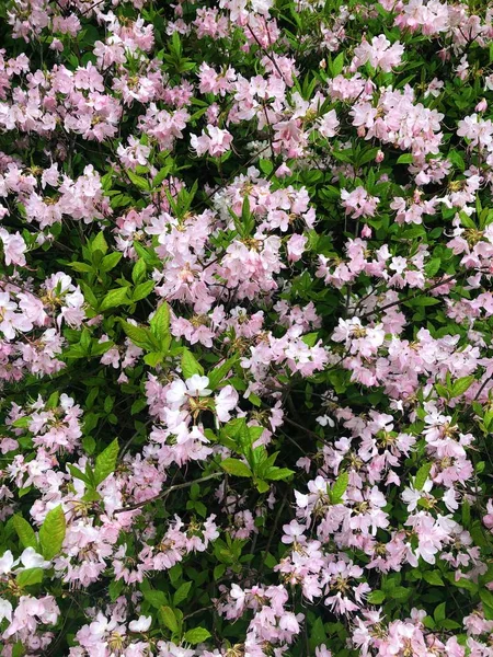 정원에서 분홍색 아름다운 — 스톡 사진