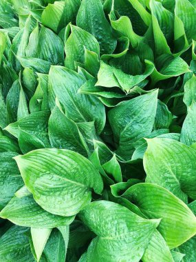 Bahçede çiy ile güzel yeşil eğrelti otu