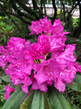 Yaz bahçesinde güzel pembe çiçekler