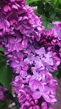 Park görünümünde güzel leylak ağacı