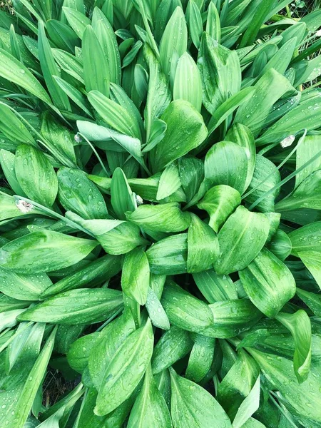 Bella Felce Verde Con Rugiada Giardino — Foto Stock