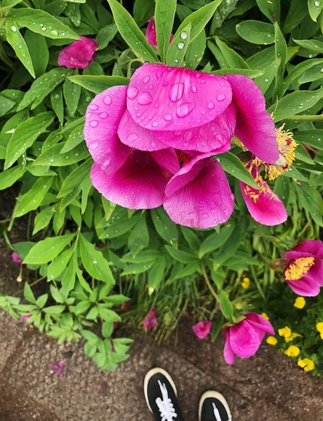 Belles Fleurs Roses Dans Jardin Été — Photo