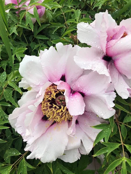 Belles Pivoines Blanches Dans Jardin Été — Photo