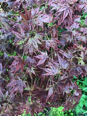 Bahçede mor yaprakları ile güzel ağaç 