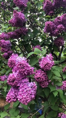 Park görünümünde güzel leylak ağacı 