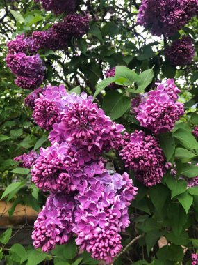 Park görünümünde güzel leylak ağacı 