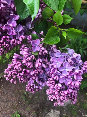 Park görünümünde güzel leylak ağacı 