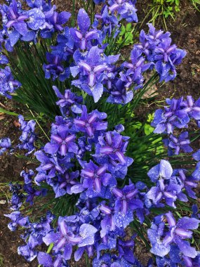 Güzel leylak çiçekleri bahçede irises