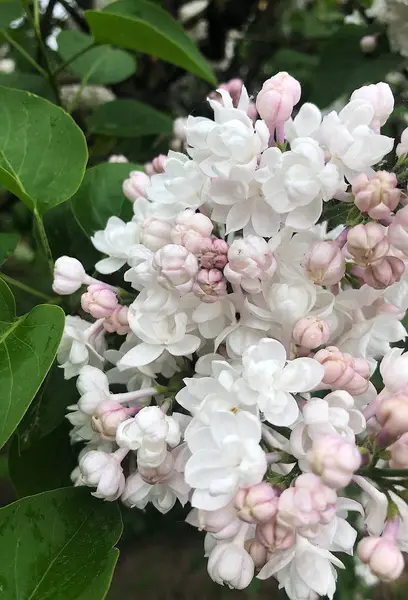 Piękny Biały Liliowy Drzewo Widok Park — Zdjęcie stockowe