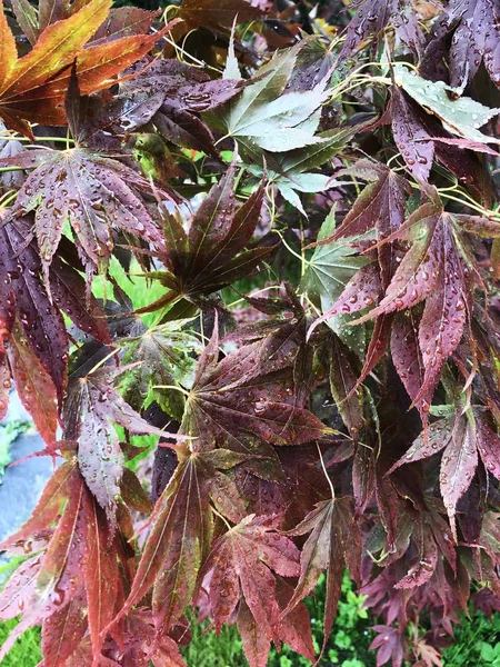 Bahçede mor yaprakları ile güzel ağaç 