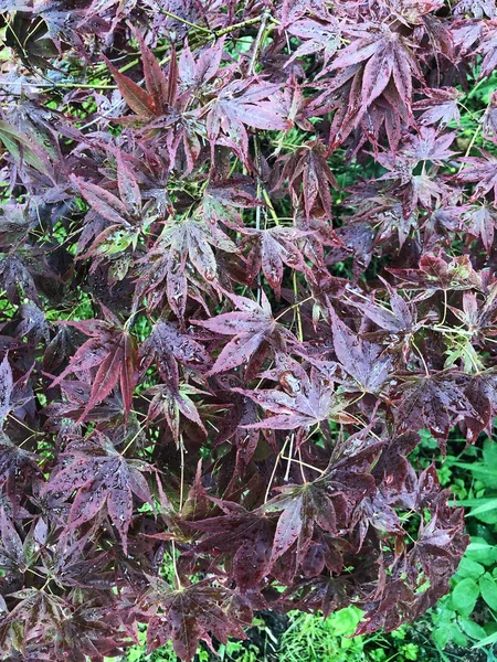 Bahçede mor yaprakları ile güzel ağaç 