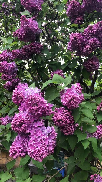 Park görünümünde güzel leylak ağacı 