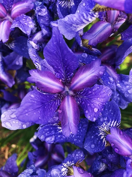 Piękne Liliowy Kwiaty Irysy Ogrodzie — Zdjęcie stockowe