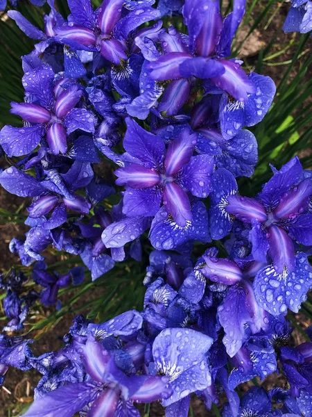 Belles Fleurs Lilas Iris Dans Jardin — Photo