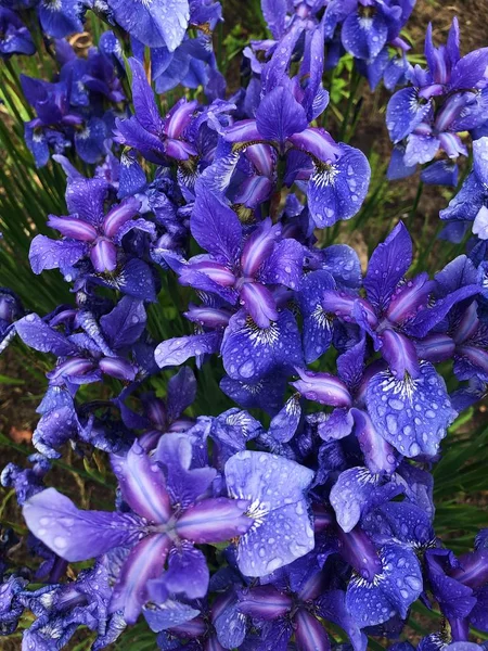 庭に美しいライラックの花が咲く — ストック写真