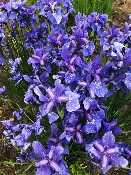 Vackra Lila Blommor Iriser Trädgården — Stockfoto