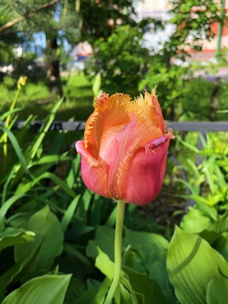 Linda Tulipa Laranja Verão Vista Parque — Fotografia de Stock