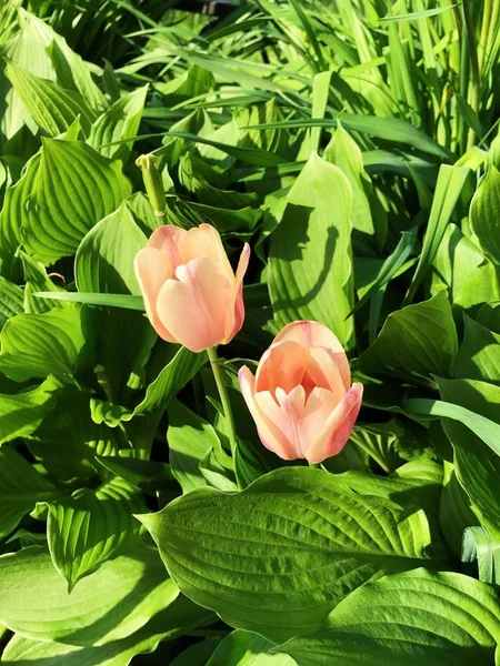 Yaz Park görünümünde güzel pembe Lale