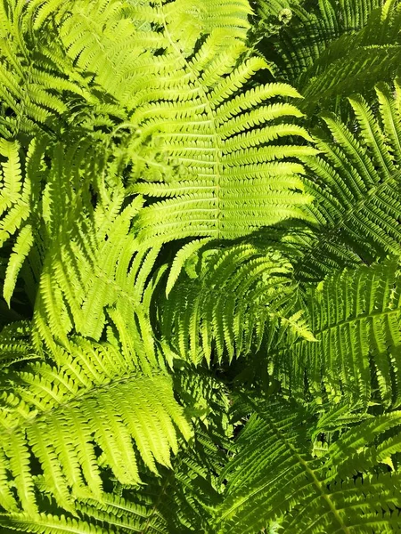 Belle Fougère Verte Dans Vue Jardin — Photo