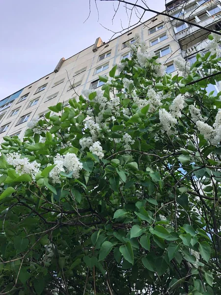 Piękny Biały Liliowy Drzewo Widok Park — Zdjęcie stockowe