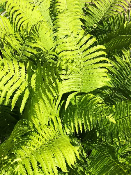 Vacker Grön Ormbunke Trädgården Utsikt — Stockfoto