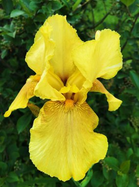 Park'ta güzel sarı iris çiçek