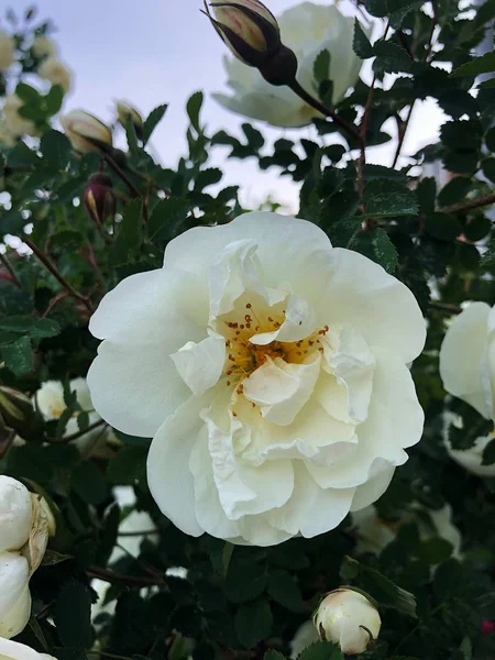 Beautiful Bush White Roses Park — Stock Photo, Image