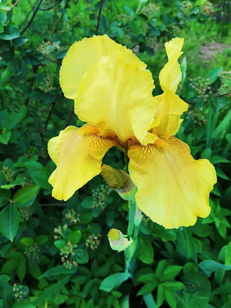 Piękny Żółty Tęczówka Kwiat Parku — Zdjęcie stockowe