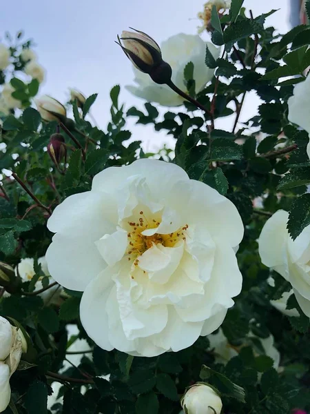 Hermoso Arbusto Con Rosas Blancas Parque — Foto de Stock