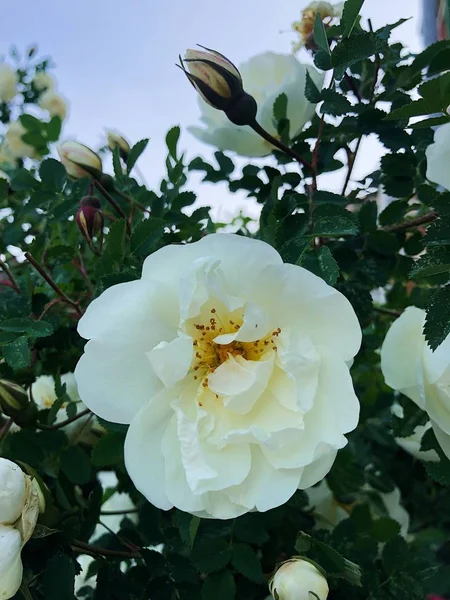 Hermoso Arbusto Con Rosas Blancas Parque — Foto de Stock